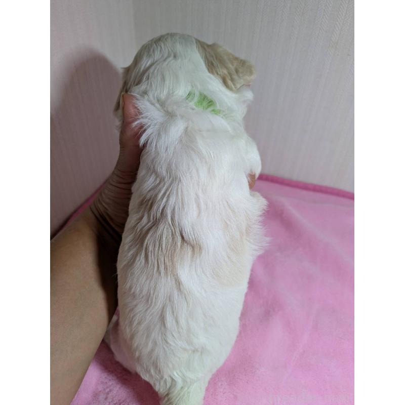 販売中の滋賀県のミックス犬-407090の3枚目