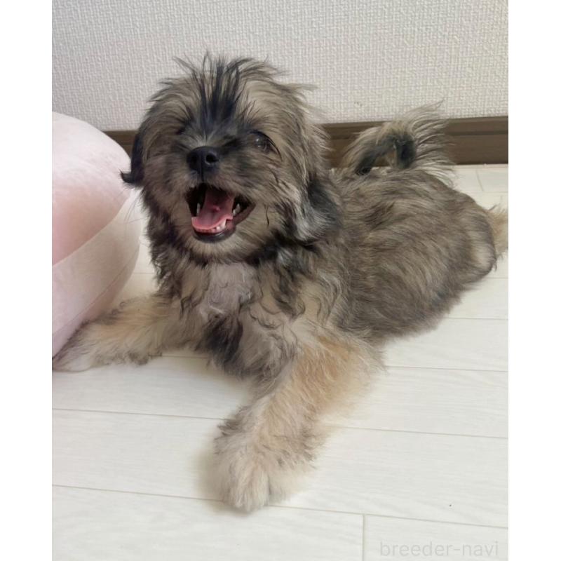 販売中の福岡県のミックス犬-387534の23枚目
