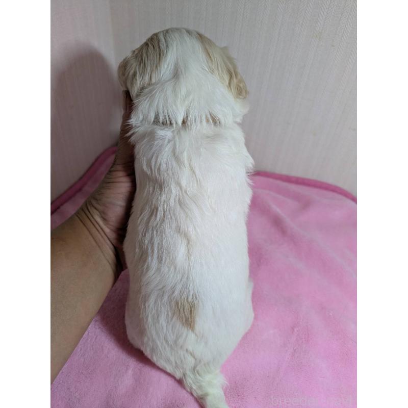 販売中の滋賀県のミックス犬-407091の3枚目