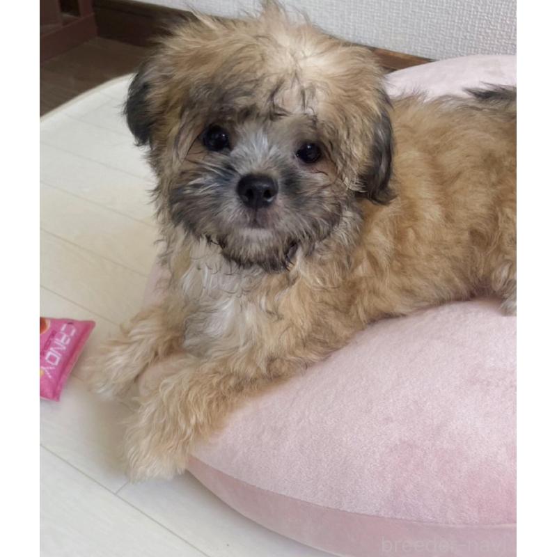 販売中の福岡県のミックス犬-387535