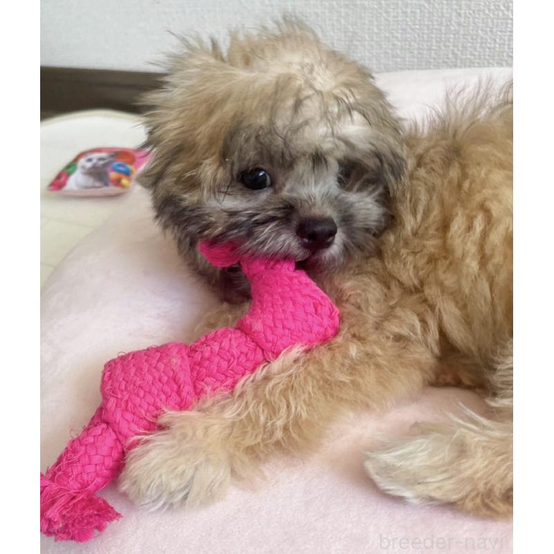 販売中の福岡県のミックス犬-387535の13枚目