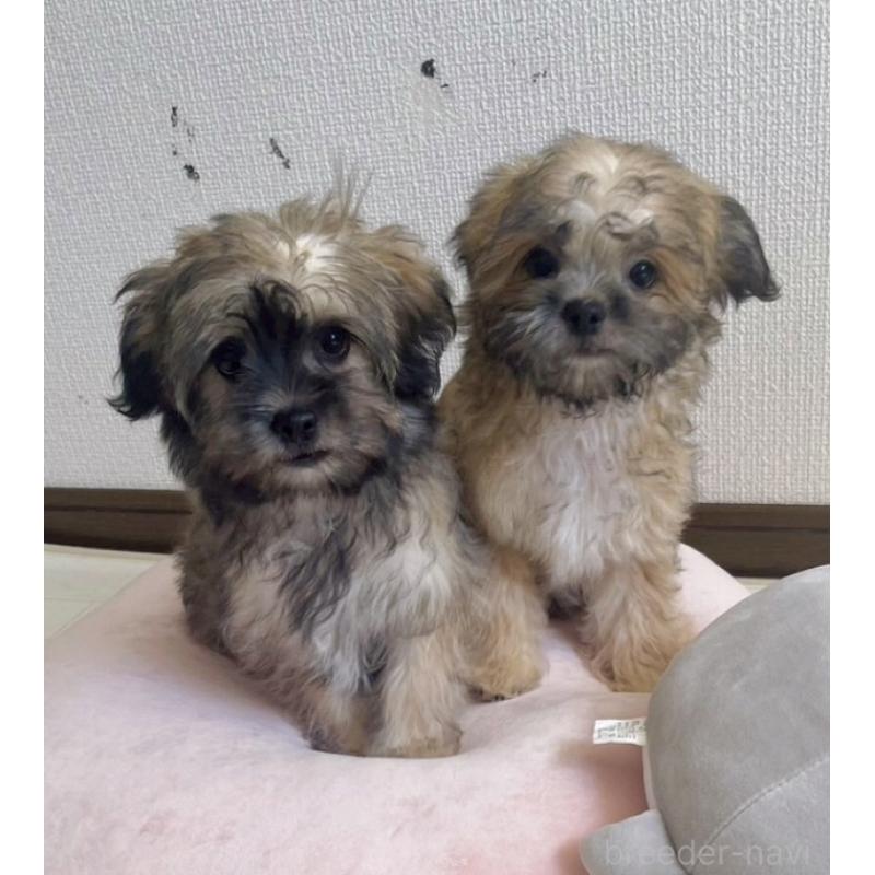 販売中の福岡県のミックス犬-387535の12枚目