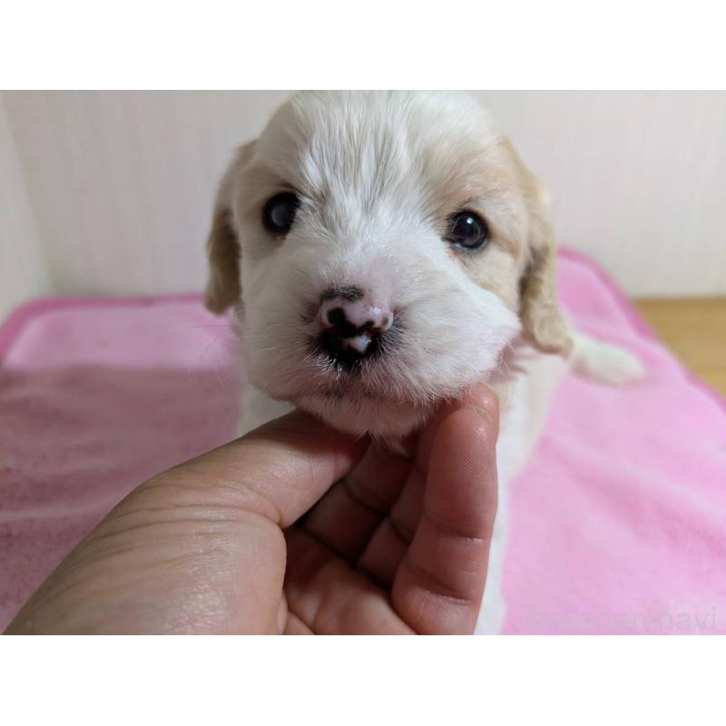 販売中の滋賀県のミックス犬-407092の2枚目