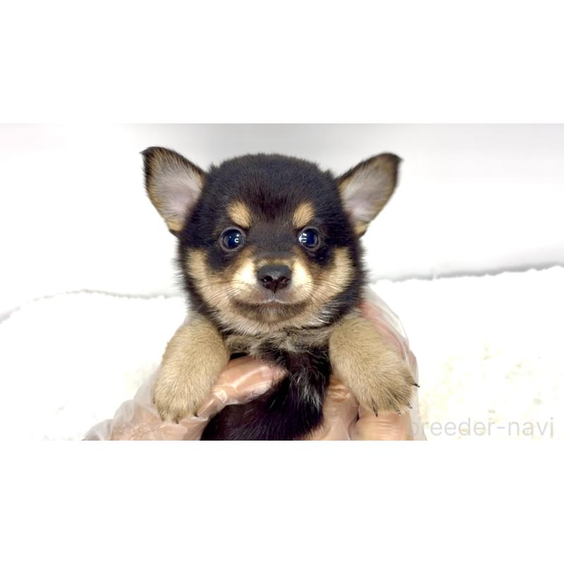 販売中の茨城県のミックス犬-407096の2枚目