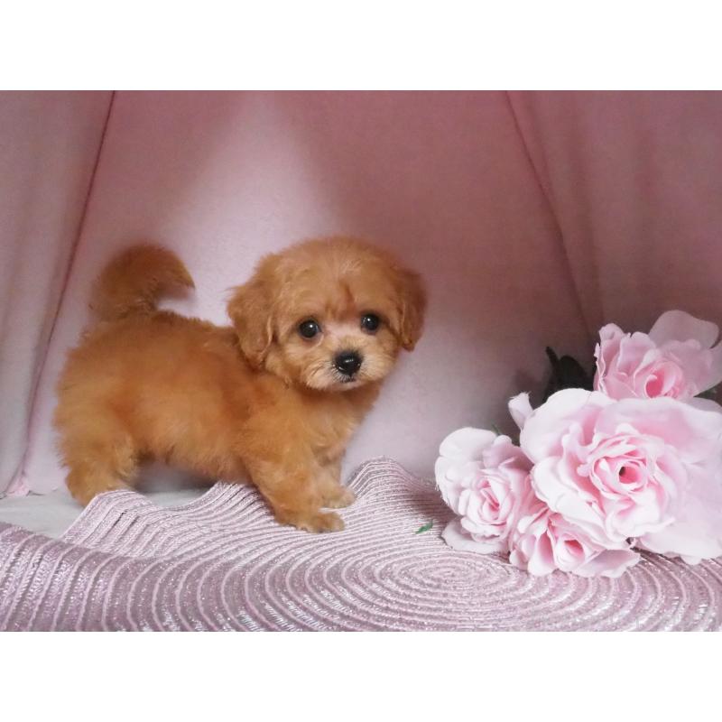 販売中の岡山県のミックス犬-407110の3枚目