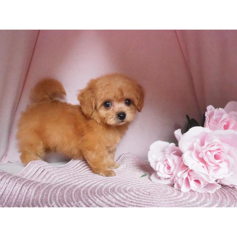販売中の岡山県のミックス犬-407110の2枚目