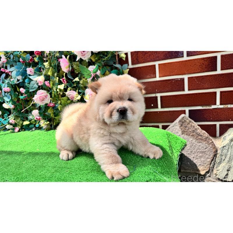 販売中の茨城県のチャウチャウ-406702の4枚目
