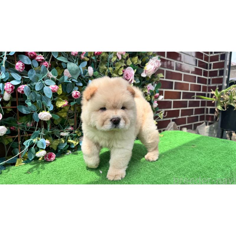 販売中の茨城県のチャウチャウ-406702の2枚目