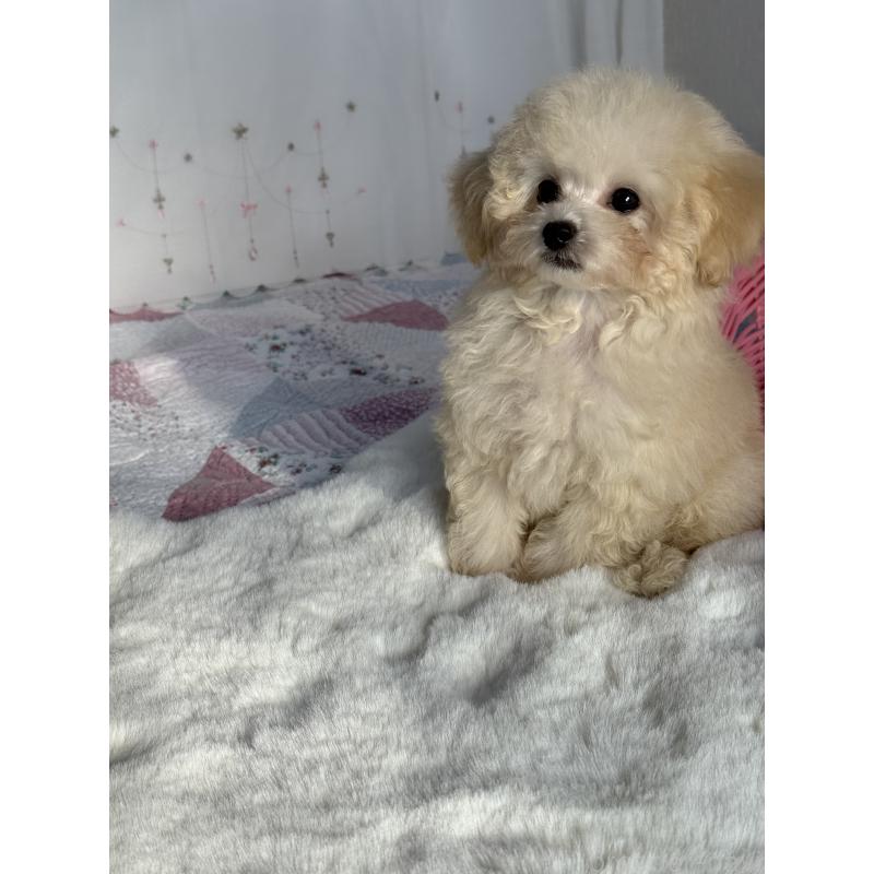 成約済の大阪府のティーカッププードル-405179の7枚目