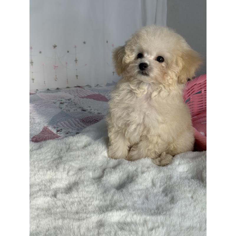 成約済の大阪府のティーカッププードル-405179の6枚目