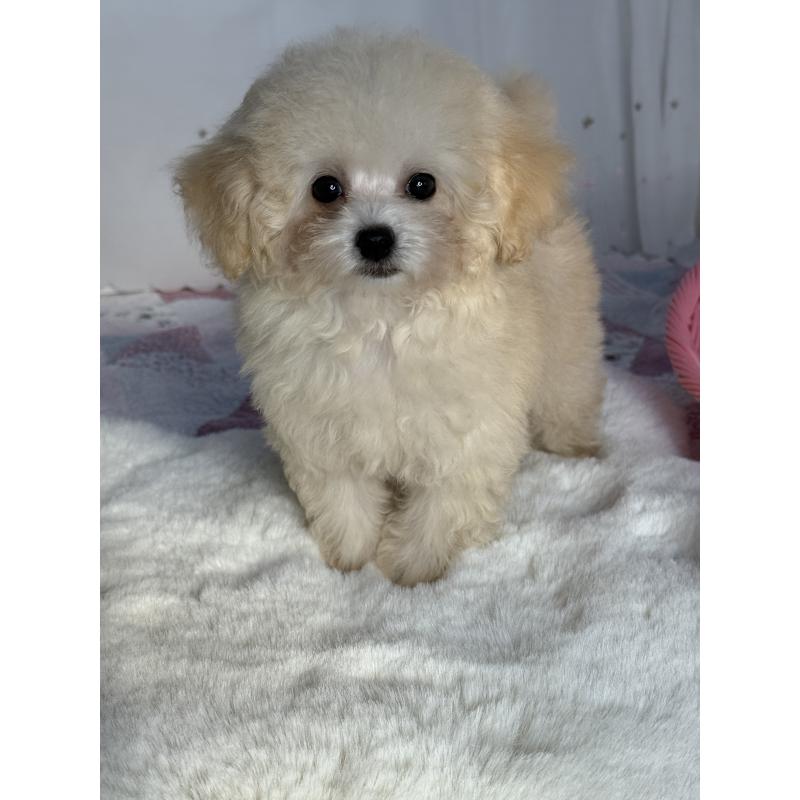 成約済の大阪府のティーカッププードル-405179の5枚目