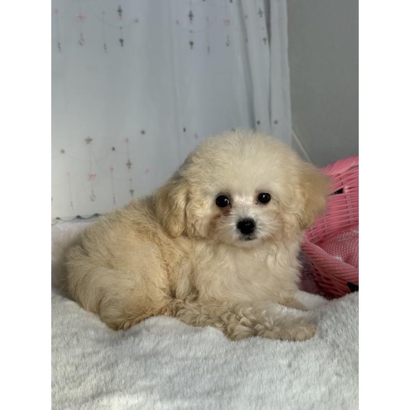 成約済の大阪府のティーカッププードル-405179の4枚目