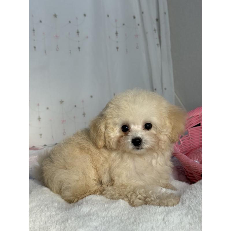 成約済の大阪府のティーカッププードル-405179の3枚目