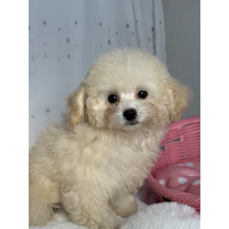 成約済の大阪府のティーカッププードル-405179の2枚目