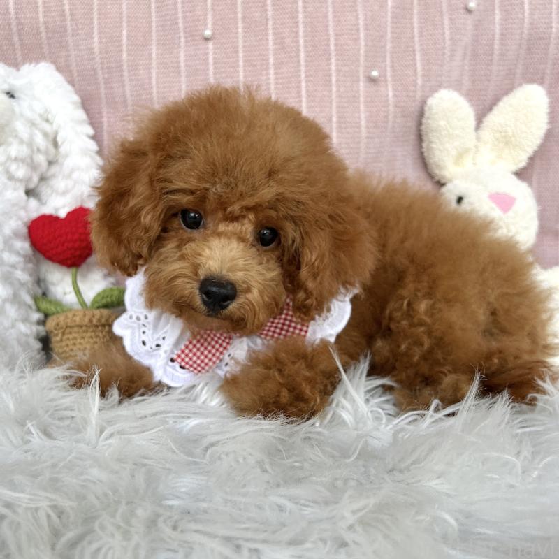 販売中の栃木県のトイプードル-393238の5枚目