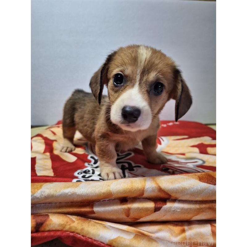 販売中の神奈川県のミックス犬-407121の10枚目