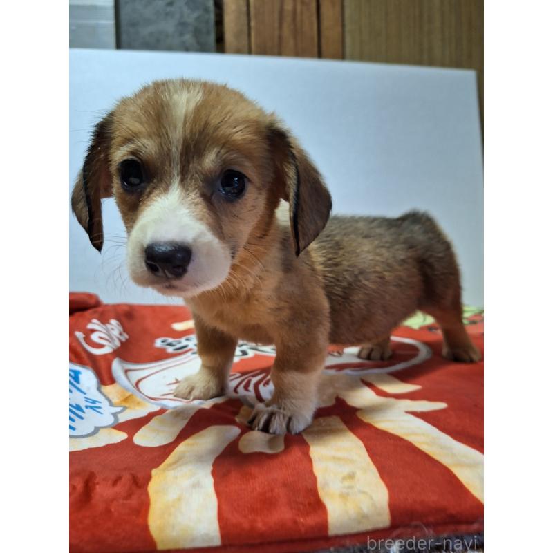 販売中の神奈川県のミックス犬-407121の6枚目