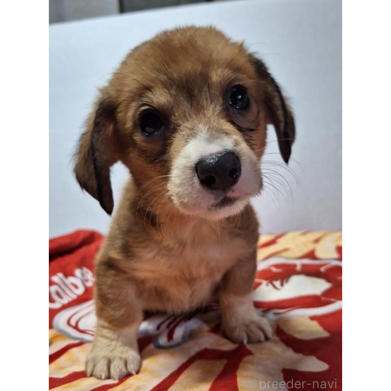 販売中の神奈川県のミックス犬-407123の13枚目