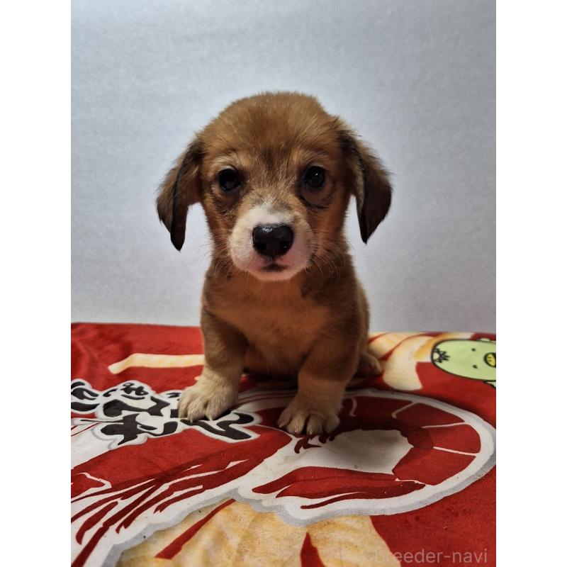 販売中の神奈川県のミックス犬-407123の10枚目