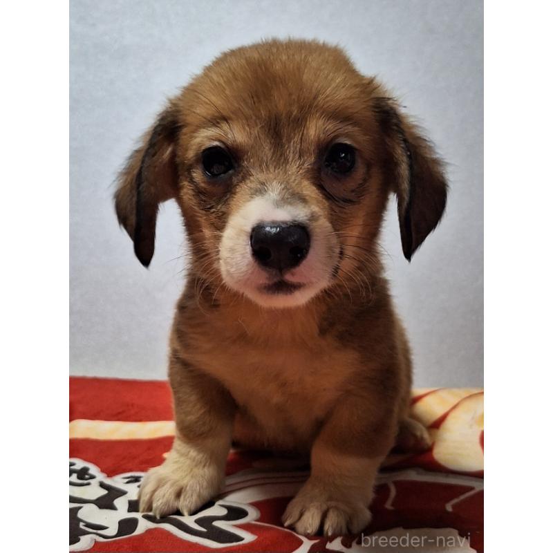 販売中の神奈川県のミックス犬-407123の9枚目