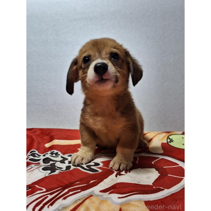 販売中の神奈川県のミックス犬-407123の8枚目