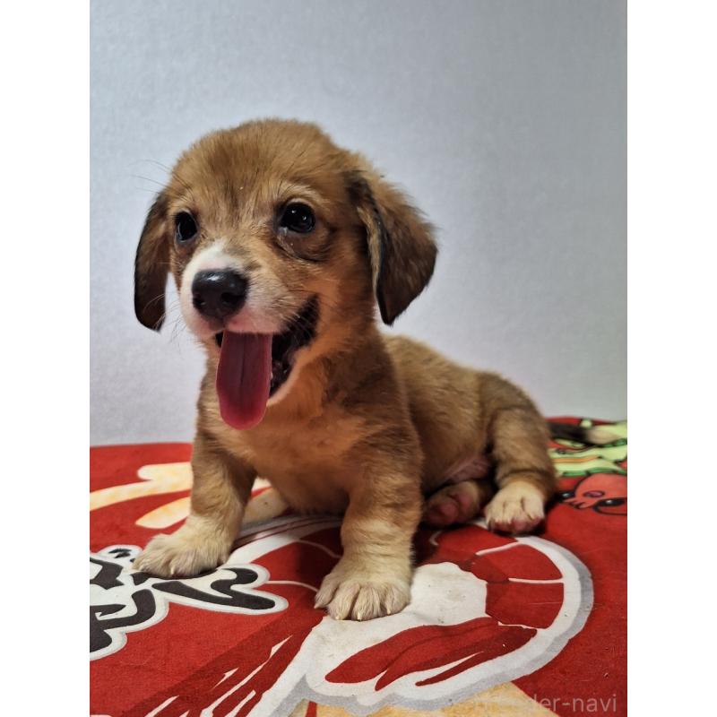 販売中の神奈川県のミックス犬-407123の5枚目
