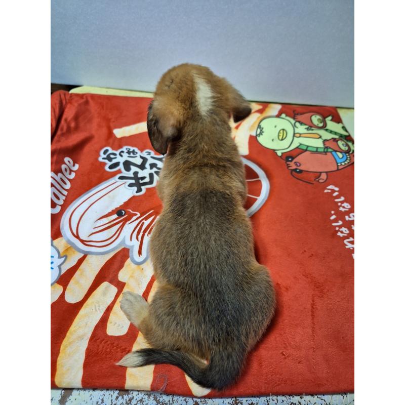 販売中の神奈川県のミックス犬-407123の2枚目