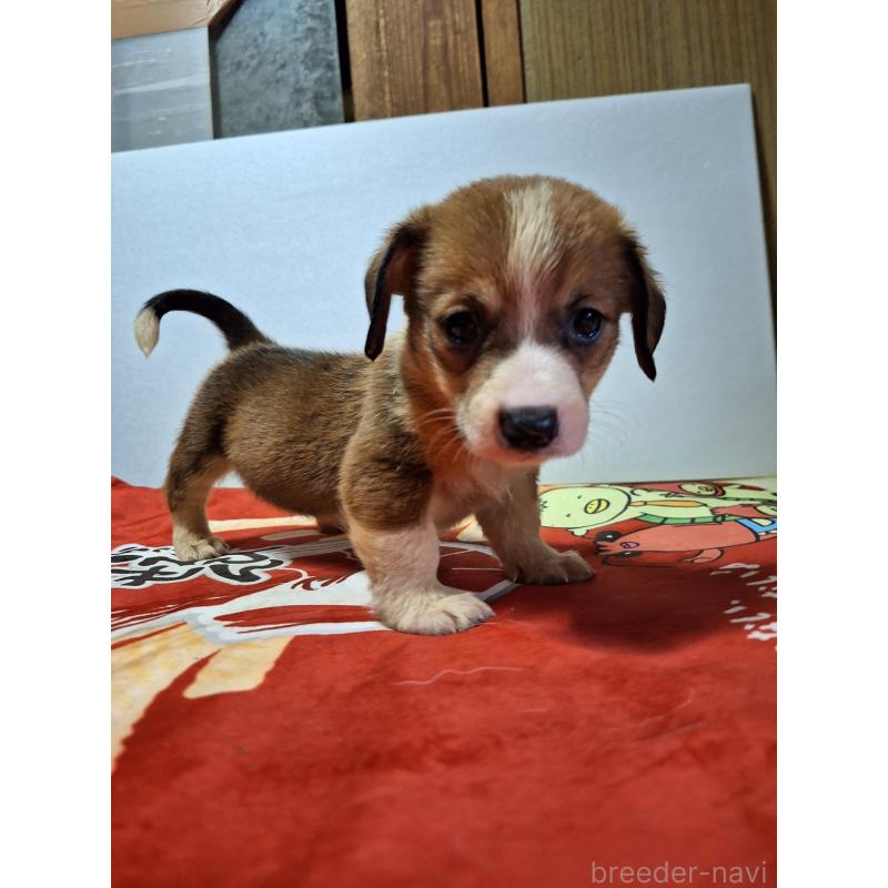 販売中の神奈川県のミックス犬-407124の12枚目