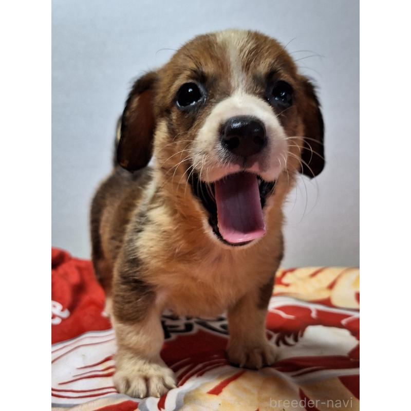 販売中の神奈川県のミックス犬-407124の11枚目