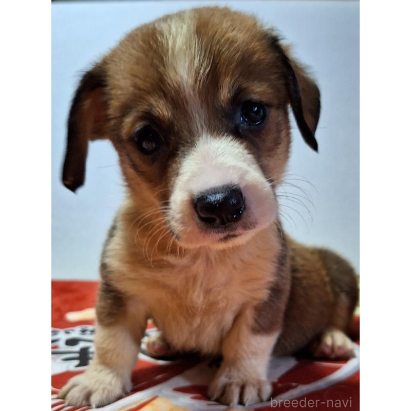 販売中の神奈川県のミックス犬-407124の3枚目