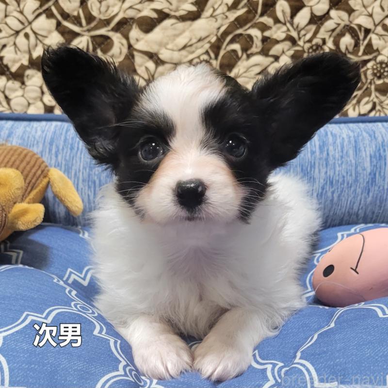販売中の埼玉県のパピヨン-407128の15枚目