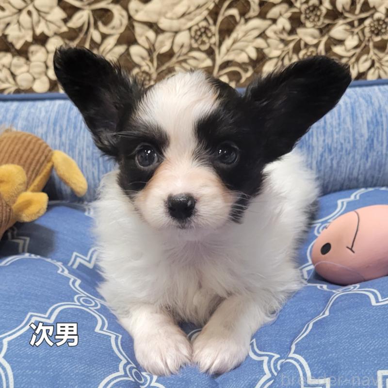 販売中の埼玉県のパピヨン-407128の14枚目