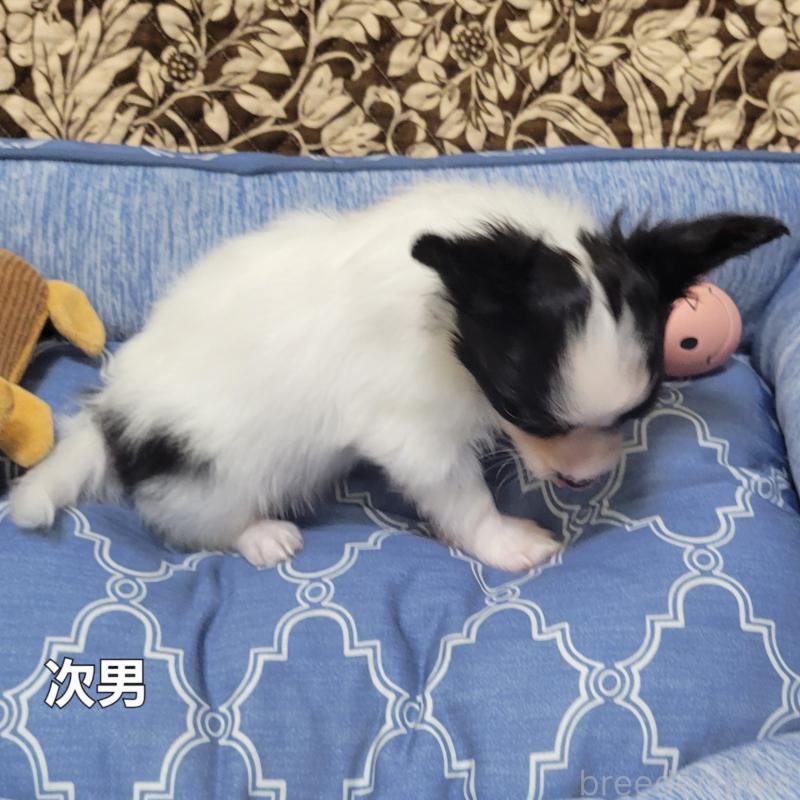 販売中の埼玉県のパピヨン-407128の4枚目