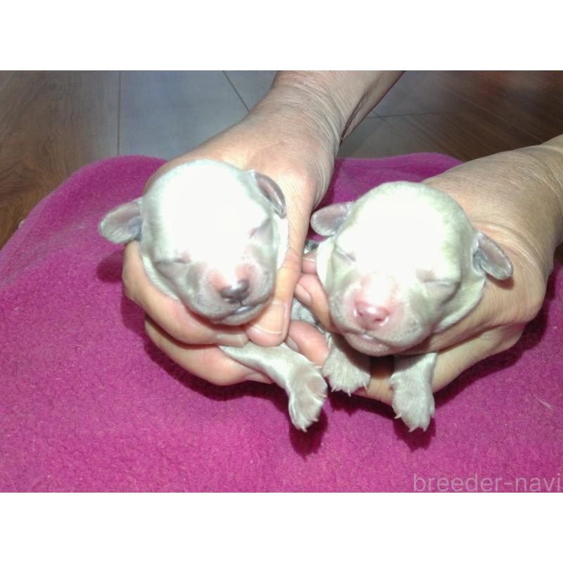 販売中の福岡県のミックス犬-407135の5枚目