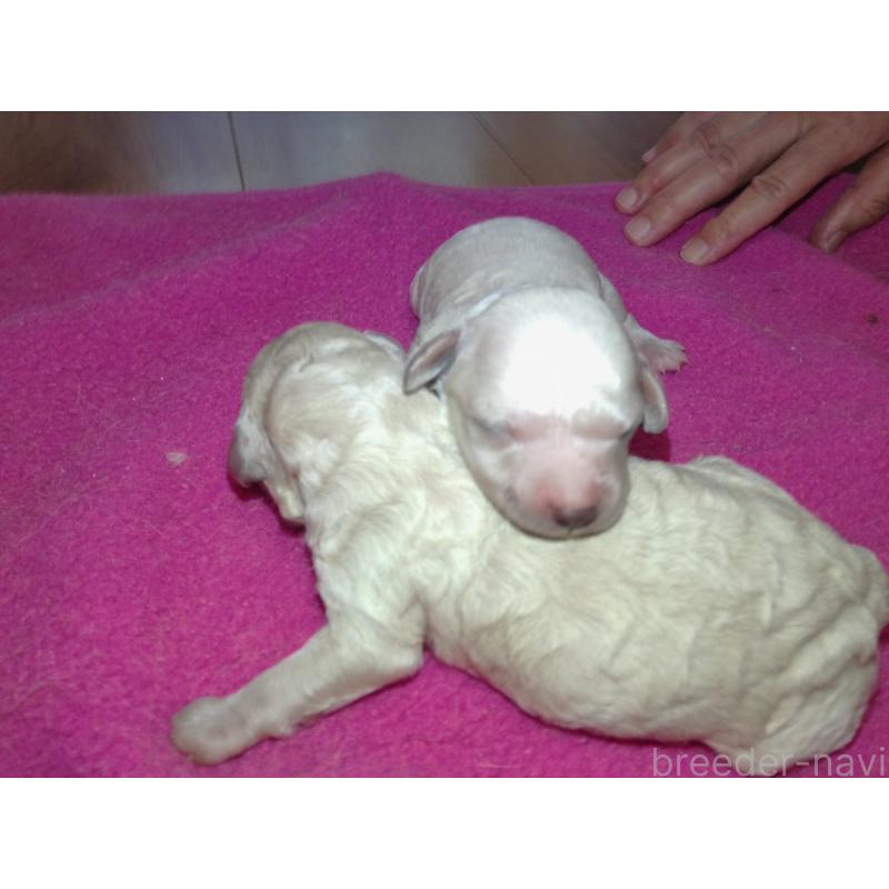 販売中の福岡県のミックス犬-407135の3枚目
