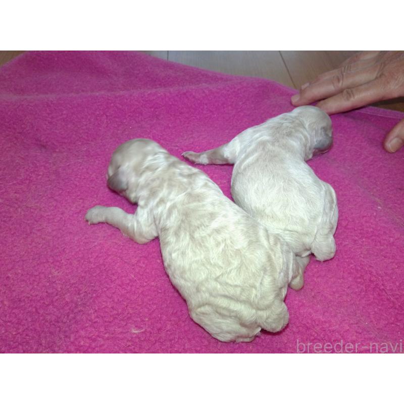 販売中の福岡県のミックス犬-407135の2枚目