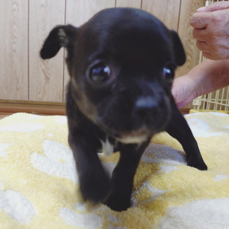 販売中の兵庫県のミックス犬-407131の3枚目