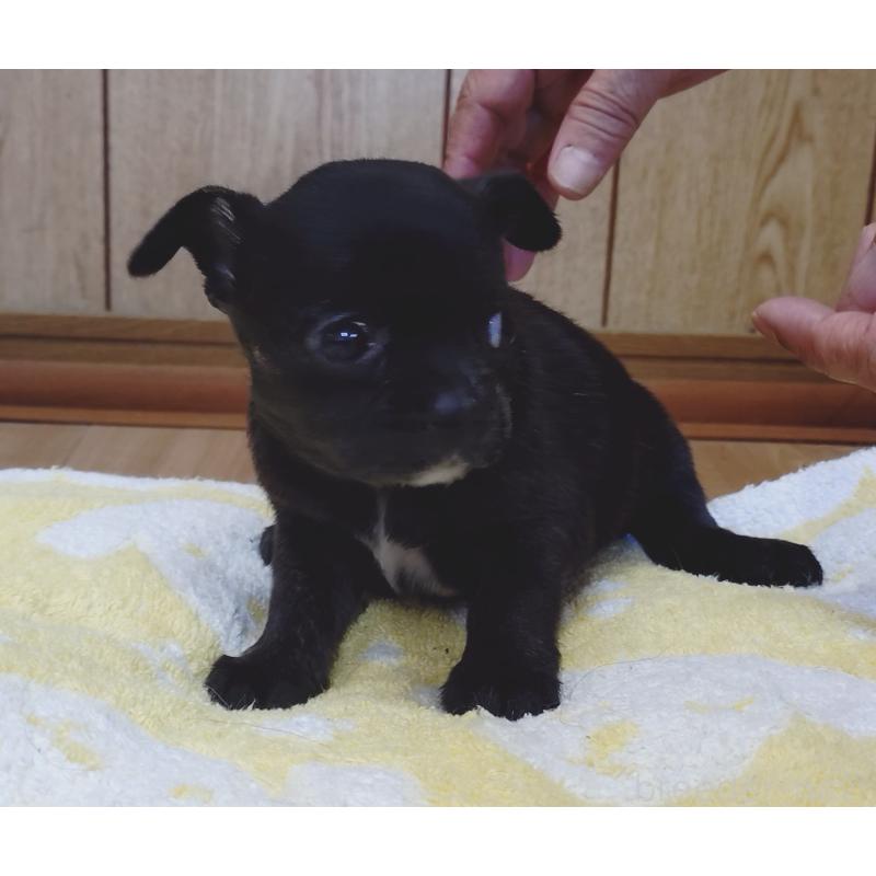 販売中の兵庫県のミックス犬-407131の2枚目