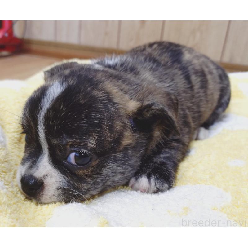 販売中の兵庫県のミックス犬-407138の4枚目