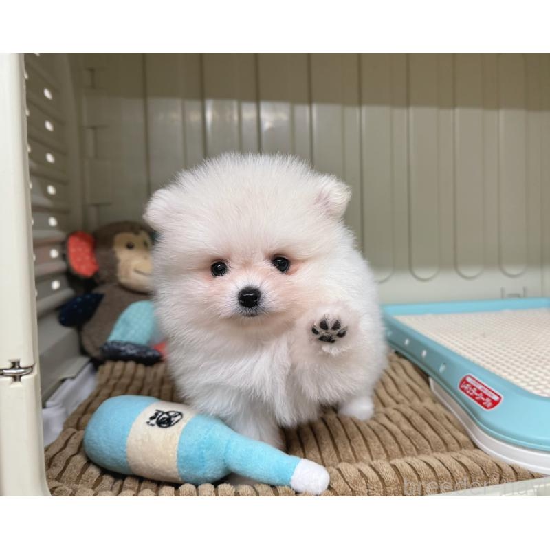 販売中の秋田県のポメラニアン-407139の4枚目