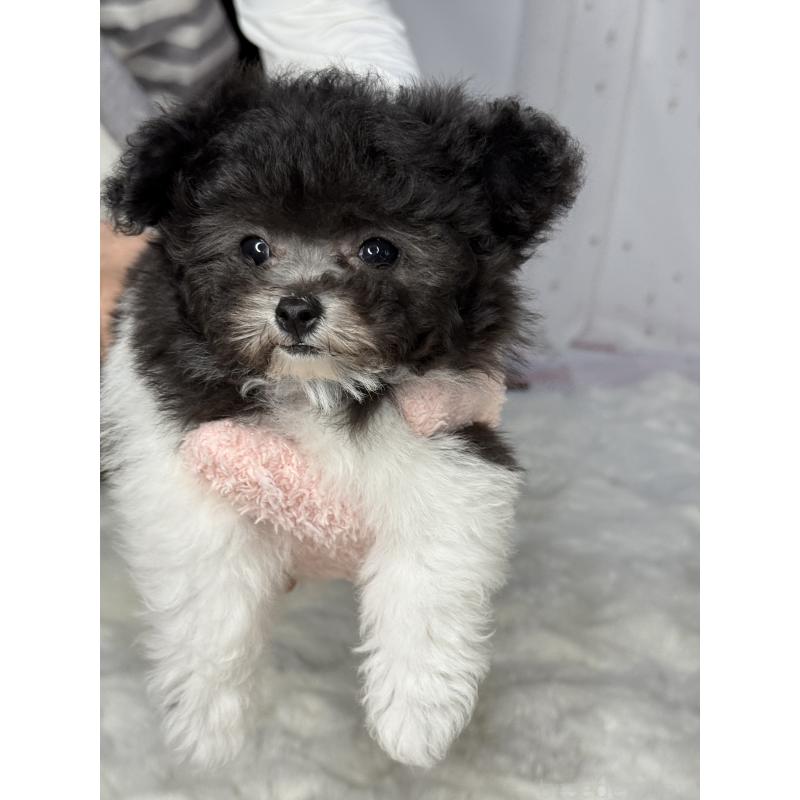 成約済の大阪府のティーカッププードル-405948の9枚目