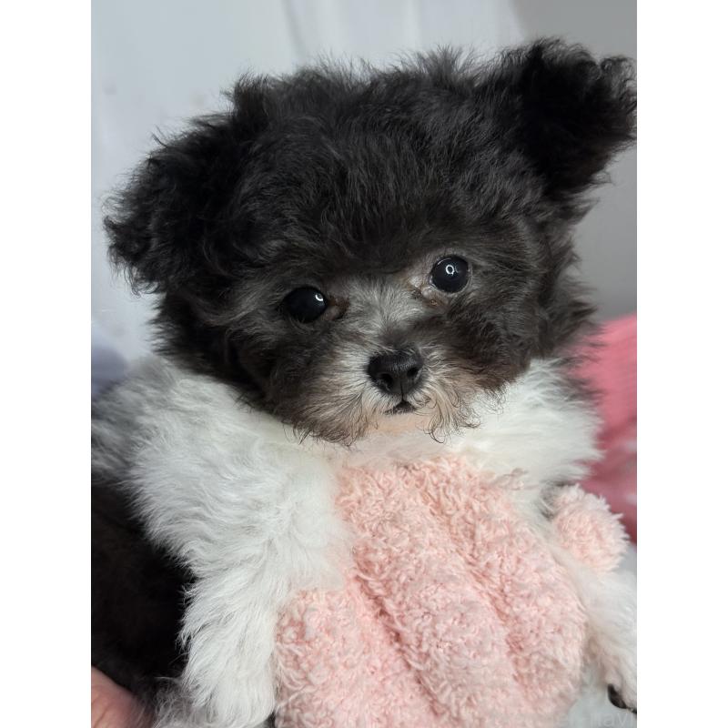 成約済の大阪府のティーカッププードル-405948の8枚目