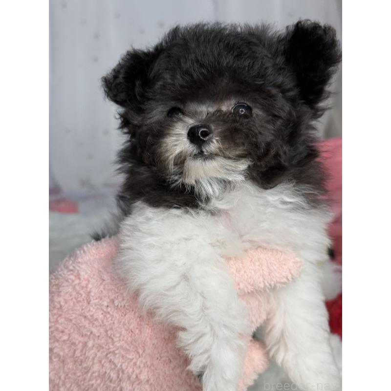 成約済の大阪府のティーカッププードル-405948の7枚目