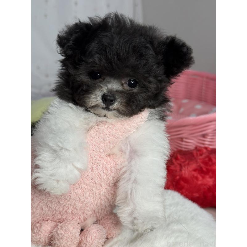 成約済の大阪府のティーカッププードル-405948の6枚目