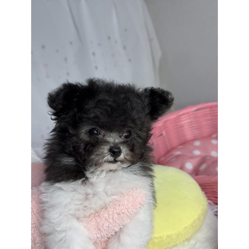 成約済の大阪府のティーカッププードル-405948の5枚目