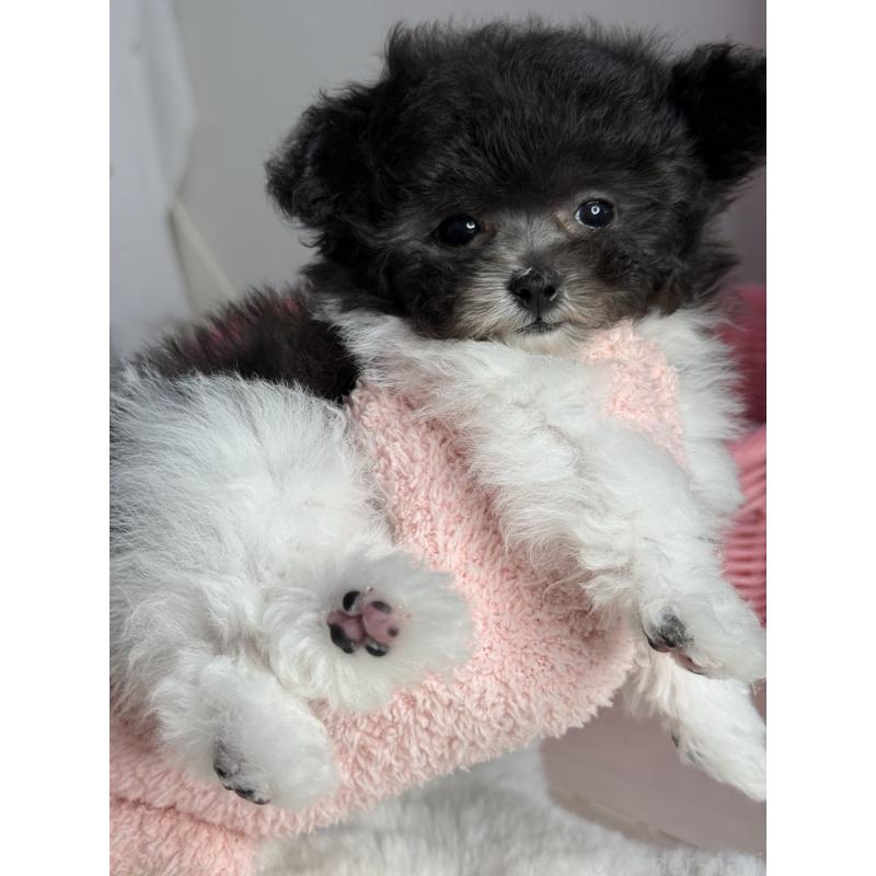 成約済の大阪府のティーカッププードル-405948の4枚目