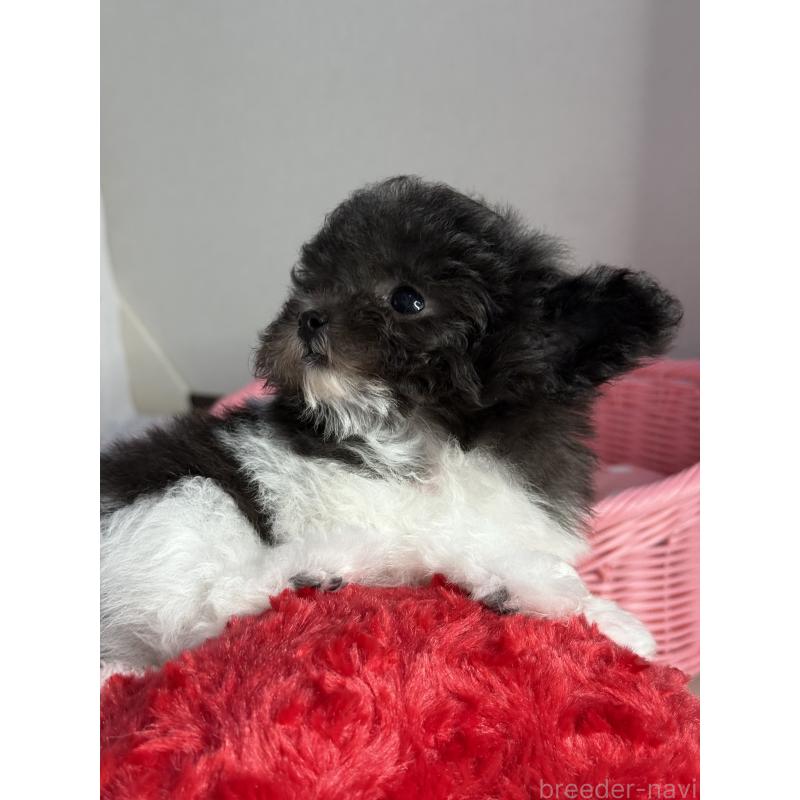 成約済の大阪府のティーカッププードル-405948の3枚目