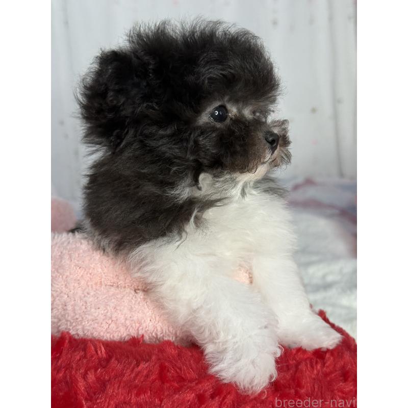 成約済の大阪府のティーカッププードル-405948の2枚目