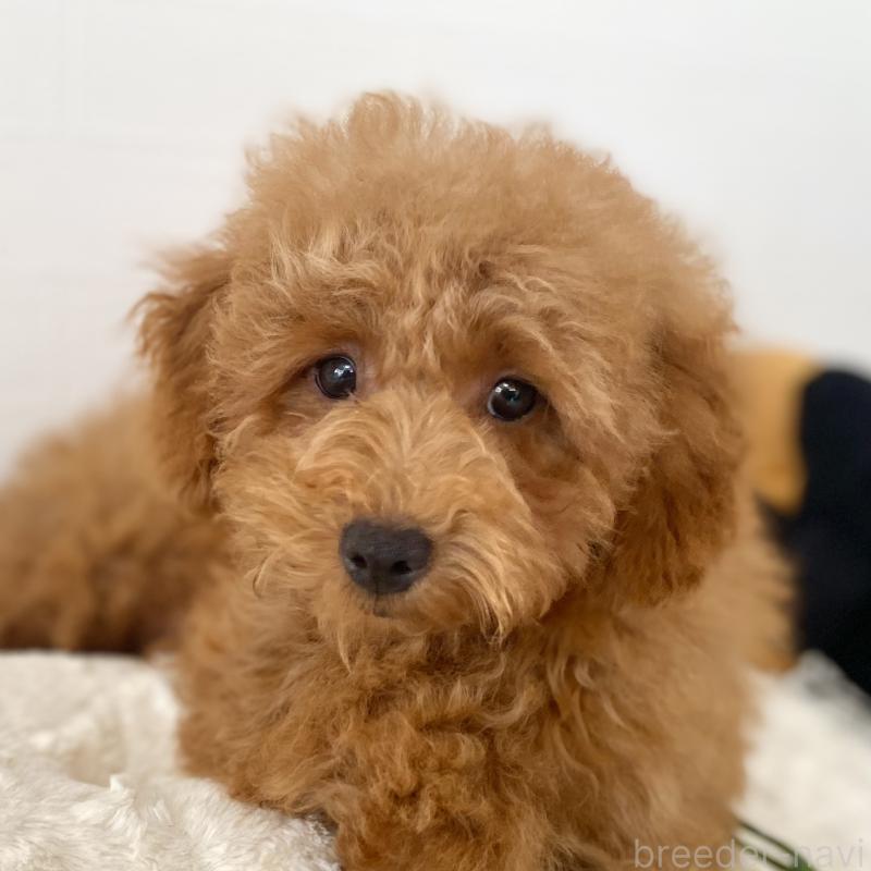 販売中の静岡県のトイプードル-407152の4枚目