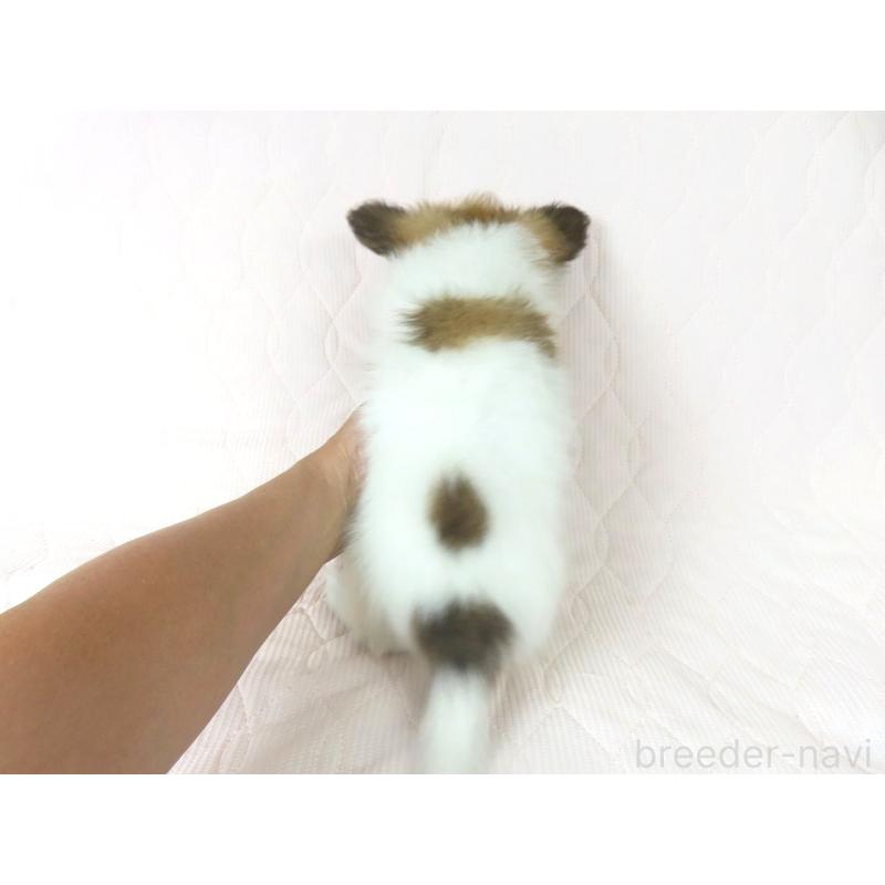 成約済の千葉県のパピヨン-400919の5枚目